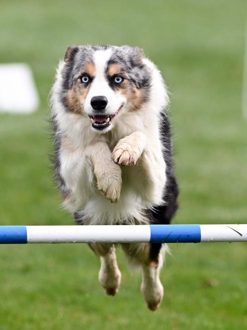 Timaru woman Brittany O’Connor’s Border collie Bonus.