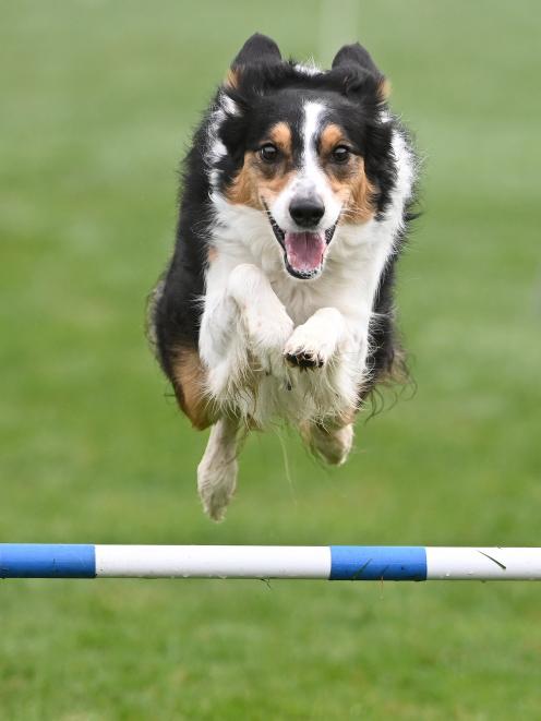 Border collie Molly, owned by Grant Wassell, of Dunedin.
