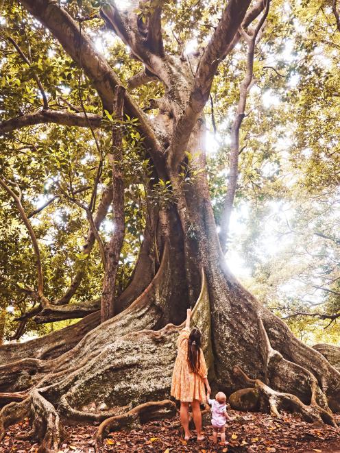 The 200-year-old Moreton Bay fig tree.