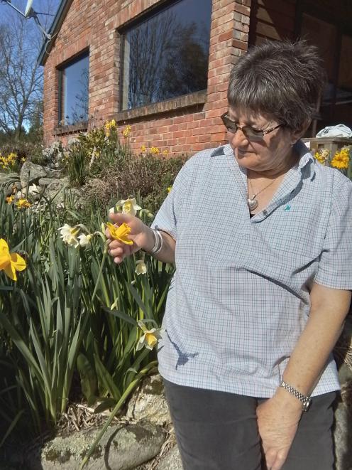 National Daffodil show committee convener Laura Shefford admires a daffodil in her garden in Te...