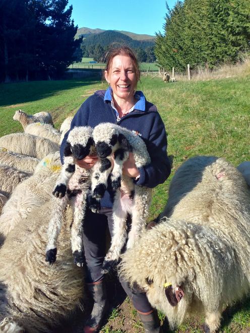 South Canterbury farmer Tracey Hurst and two of her Valais blacknose progeny. PHOTO: SALLY RAE