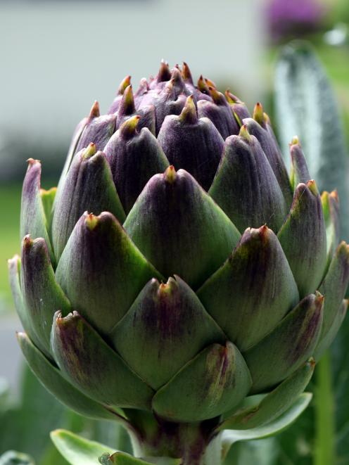 artichoke flower PHOTO SHAWN MCAVINUE 