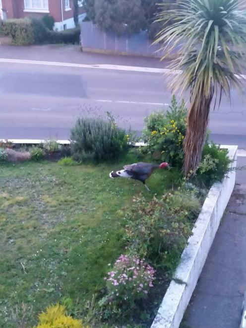 The "phantom" turkey on the loose in Middleton Rd. Photo: Brendon Kerihama Keen