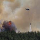 City Forests in Dunedin has closed its forest estates to the public because of the extreme fire...