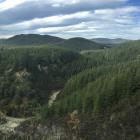 One of  five North Island pine plantations where the freehold land is being sold, with a 60-year...