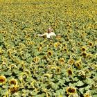 Rosedale Farm site manager Sean O’Dowda, of Oamaru, in a field of sunflowers near Weston. PHOTO:...