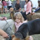 Lovely dog . . .  Skyla Robb 7, watches a her dog Louie checks for scents while he waits his turn...