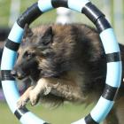 Bad, bad Leroy Brown, 4, a Belgian Shephard, shoots through the hoop at the Otago canine training...