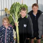 Tallest kale winners Holly, 4, and Odie, 7, McPherson with George Anderson, 10 (right). PHOTOS:...