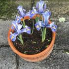 Stop and admire signs of spring, like reticulata irises. PHOTOS: GILLIAN VINE