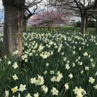 Daffodils galore. PHOTOS: GILLIAN VINE