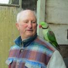 A hand-reared parakeet perches on North Otago Bird-Fanciers Club treasurer Tony Knight. Photo by...