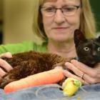 A heavily bandaged Mia, with her owner Boo Moore, after the cat got caught in a gin trap. Photo...