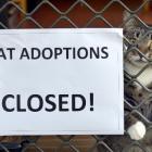 Cat adoptions at Otago SPCA are on hold for two weeks after about 40 cats were exposed to a...