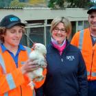 Delta green space services worker Simon Smaill holds a rescued chicken outside the ''makeshift''...