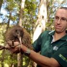 Doc kiwi team leader Neil Freer holds an elusive Haast tokoeka, captured on Rona Island in the...