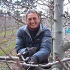 Donna Ferguson prunes cherry trees on a winter's day at the 45 South orchard near Cromwell. Photo...