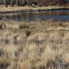 Ducks in residence on the Idaburn Dam are preventing ice from freezing and chances of a bonspiel...