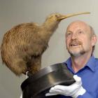 Ecosanctuary chairman Neville Peat admires a stuffed Southern Brown Kiwi at the Otago Museum...