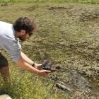 Kiwi Birdlife Park wildlife keeper Dan Boyce frees  one of 80 brown teal ducks in  the Arthur...