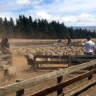 Lambs stir up dust in the yards at Stoneburn Station, inland from Palmerston yesterday, during an...