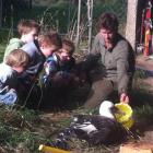 Mark Caldwell, of Dunedin, feeds an injured bird, thought to be a royal albatross, watched by ...