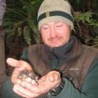 Orokonui Ecosanctuary conservation manager Elton Smith with a newly-banded young saddleback....