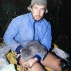 Scientist Rogan Colbourne with  a  little spotted kiwi. Photo by Neville Peat.