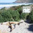 Sea lions at Allans Beach. Photo from DOC.