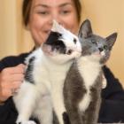 SPCA Otago animal manager Grace Hepburn, with kittens available for adoption from the Opoho...