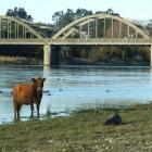 The cattle beast which fell from the back of a truck in Balclutha yesterday and was chased around...