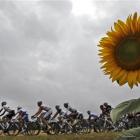 The pack passes a field with sunflowers during the 11th stage of the Tour de France from Blaye...