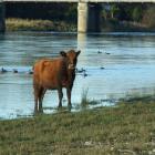 Cattle effluent   is among  issues being raised by  the Queenstown Lakes District Council in...