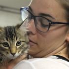 Dunedin PhD student Kate Fahey checks out one of the kittens on offer for adoption at the Animal...