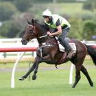 Raise The Flag 3yr-old Civil Disobedience gallops at Ellerslie with rider Tommy Logan in a hitout...