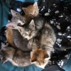 Some of the kittens recently rescued by Queenstown Cat Rescue. Photo: Scene