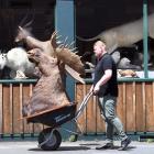 Jordan Proctor moves a mounted moose head into Proctors Auctions in George St yesterday. The...