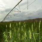 Otago irrigators want management of Otago's water to remain with the regional council. Photo by...