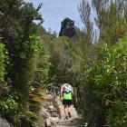 Sam Macaulay, of Dunedin, runs  up the nearly 100 new steps on the Mt Cargill walking track near...