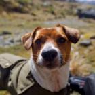 Jack russell terrier Jack Sparrow's death after being hit by a boy racer vehicle will see police,...