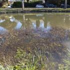 Invasive weeds in the Heathcote River and on its banks are spreading and damaging it.
...