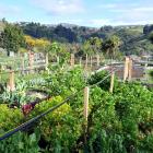 The Northeast Valley Community Garden, a great community asset, but is it the answer to all food...
