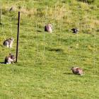 A rabbit control model was presented to the Otago Regional Council yesterday. PHOTO: STEPHEN...