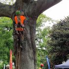 Masters Challenge finalist Sam Smith, of Auckland, scales a tree to reach set points markers at...