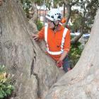 Consulting arborist Mark Roberts inspects a large crack in the rata in the Knox Church grounds in...