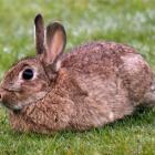 Otago Regional Council's planning a landowner-led rabbit control operation later this year. PHOTO...