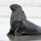 A male sea lion is recovering well after being attacked by a great white shark in waters off...