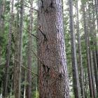 Pine trees at City Forest’s Three Mile Hill plantation. PHOTO: STEPHEN JAQUIERY