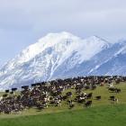 Cows on a dairy farm in Otago. Photo: Stephen Jaquiery