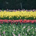 Tulips bloom on a farm in Southland. PHOTO: LAURA SMITH